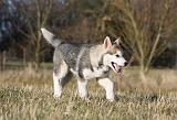 ALASKAN MALAMUTE 811
